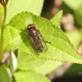 Platycheirus albimanus, male, hoverfly, Alan Prowse